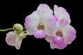 Beautiful pink-white color orchids on black background Royalty Free Stock Photo