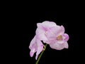 Beautiful pink-white color orchids on black background Royalty Free Stock Photo