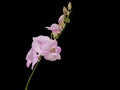 Beautiful pink-white color orchids on black background Royalty Free Stock Photo