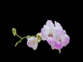 Beautiful pink-white color orchids on black background Royalty Free Stock Photo