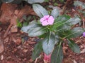 Beautiful pink or white color Periwinkle Madagascar flower in a plant with nature background Royalty Free Stock Photo