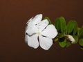 Beautiful pink or white color Periwinkle Madagascar flower in a plant with nature background Royalty Free Stock Photo