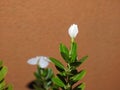 Beautiful pink or white color Periwinkle Madagascar flower in a plant with nature background Royalty Free Stock Photo