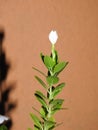 Beautiful pink or white color Periwinkle Madagascar flower in a plant with nature background Royalty Free Stock Photo