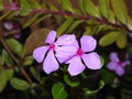 Beautiful pink or white color Periwinkle Madagascar flower in a plant with nature background Royalty Free Stock Photo