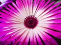 Beautiful pink & white colour flowers closeup Royalty Free Stock Photo