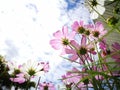 Beautiful pink and white cosmos flower againt blue sky in the fresh sunshine day. Royalty Free Stock Photo