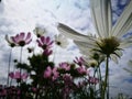 Beautiful pink and white cosmos flower againt blue sky in the fresh sunshine day. Royalty Free Stock Photo