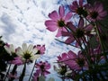 Beautiful pink and white cosmos flower againt blue sky in the fresh sunshine day. Royalty Free Stock Photo