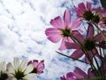 Beautiful pink and white cosmos flower againt blue sky in the fresh sunshine day. Royalty Free Stock Photo