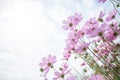 Beautiful pink and white Cosmos Flower Field With sunlight  on blue sky background Royalty Free Stock Photo