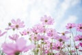 Beautiful pink and white Cosmos Flower Field With sunlight on blue sky background Royalty Free Stock Photo