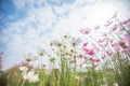 Beautiful pink and white Cosmos Flower Field With sunlight  on blue sky background Royalty Free Stock Photo