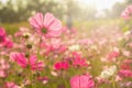 Beautiful Pink and White Cosmos flowers or daisy under sunlight in garden with blue sky background in Vintage color tone style or Royalty Free Stock Photo