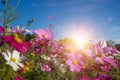 Beautiful Pink and White Cosmos flowers in garden with blue sky background in Vintage color tone style or pastel retro, selective Royalty Free Stock Photo