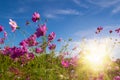 Beautiful Pink and White Cosmos flowers in garden with blue sky background in Vintage color tone style or pastel retro, selective Royalty Free Stock Photo