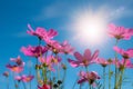 Beautiful Pink and White Cosmos flowers in garden with blue sky background in Vintage color tone style or pastel retro, selective Royalty Free Stock Photo