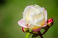 Beautiful pink white cream rose blossom flower in a spring season at a botanical garden. Royalty Free Stock Photo