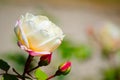 Beautiful pink white cream rose blossom flower in a spring season at a botanical garden. Royalty Free Stock Photo