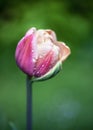 Beautiful pink and white double tulip with water dew drops in spring garden. Royalty Free Stock Photo