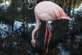 Beautiful pink and white flamingo standing and drinking water at a lake or outdoor pond. Wild animals kept prisoners behind bars Royalty Free Stock Photo