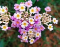 Beautiful pink and white flower in india Royalty Free Stock Photo