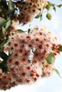 Beautiful pink and white flowering gum trees Royalty Free Stock Photo