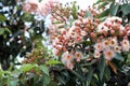 Beautiful pink and white flowering gum trees Royalty Free Stock Photo