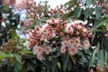 Beautiful pink and white flowering gum trees Royalty Free Stock Photo