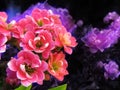 Flowers with white and pink petals and green leaves on abstract background in black, blue and purple colors