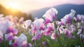 Beautiful Pink And White Flowers In An Open Field Royalty Free Stock Photo