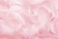 Beautiful Pink and White Fluffly Feathers Texture Vitage Background. Swan Feathers Royalty Free Stock Photo
