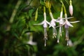 Beautiful pink white fuchsia flower. Royalty Free Stock Photo