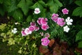 Beautiful pink and white garden carnations. Berlin, Germany