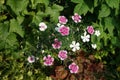 Beautiful pink and white garden carnations. Berlin, Germany