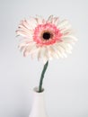 Beautiful pink and white gerbera daisy flower isolated on white background Royalty Free Stock Photo