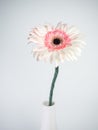 Beautiful pink and white gerbera daisy flower isolated on white background Royalty Free Stock Photo