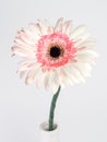 Beautiful pink and white gerbera daisy flower isolated on white background Royalty Free Stock Photo