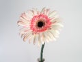 Beautiful pink and white gerbera daisy flower isolated on white background Royalty Free Stock Photo