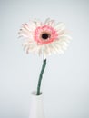 Beautiful pink and white gerbera daisy flower isolated on white background Royalty Free Stock Photo