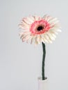 Beautiful pink and white gerbera daisy flower isolated on white background Royalty Free Stock Photo