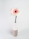 Beautiful pink and white gerbera daisy flower in a vase on white background Royalty Free Stock Photo