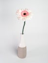 Beautiful pink and white gerbera daisy flower in a vase on white background Royalty Free Stock Photo