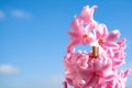 Beautiful pink and white hyacinth flowers with blue sky in the background