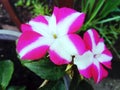 Pink white impatiens flower