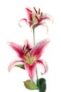 Beautiful pink and white iris isolated on white background Royalty Free Stock Photo