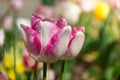 Beautiful pink and white isolated tulip in a brilliant green field during Royalty Free Stock Photo