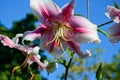 Beautiful pink and white lily flowers against blue sky. Easter lilies with dew drops close up on a sunny morning Royalty Free Stock Photo