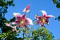 Beautiful pink and white lily flowers against blue sky. Easter lilies with dew drops close up on a sunny morning Royalty Free Stock Photo