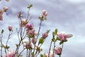 Beautiful pink and white Magnolia (or Flowering Dogwood?) blossoms against light purple clouds Royalty Free Stock Photo